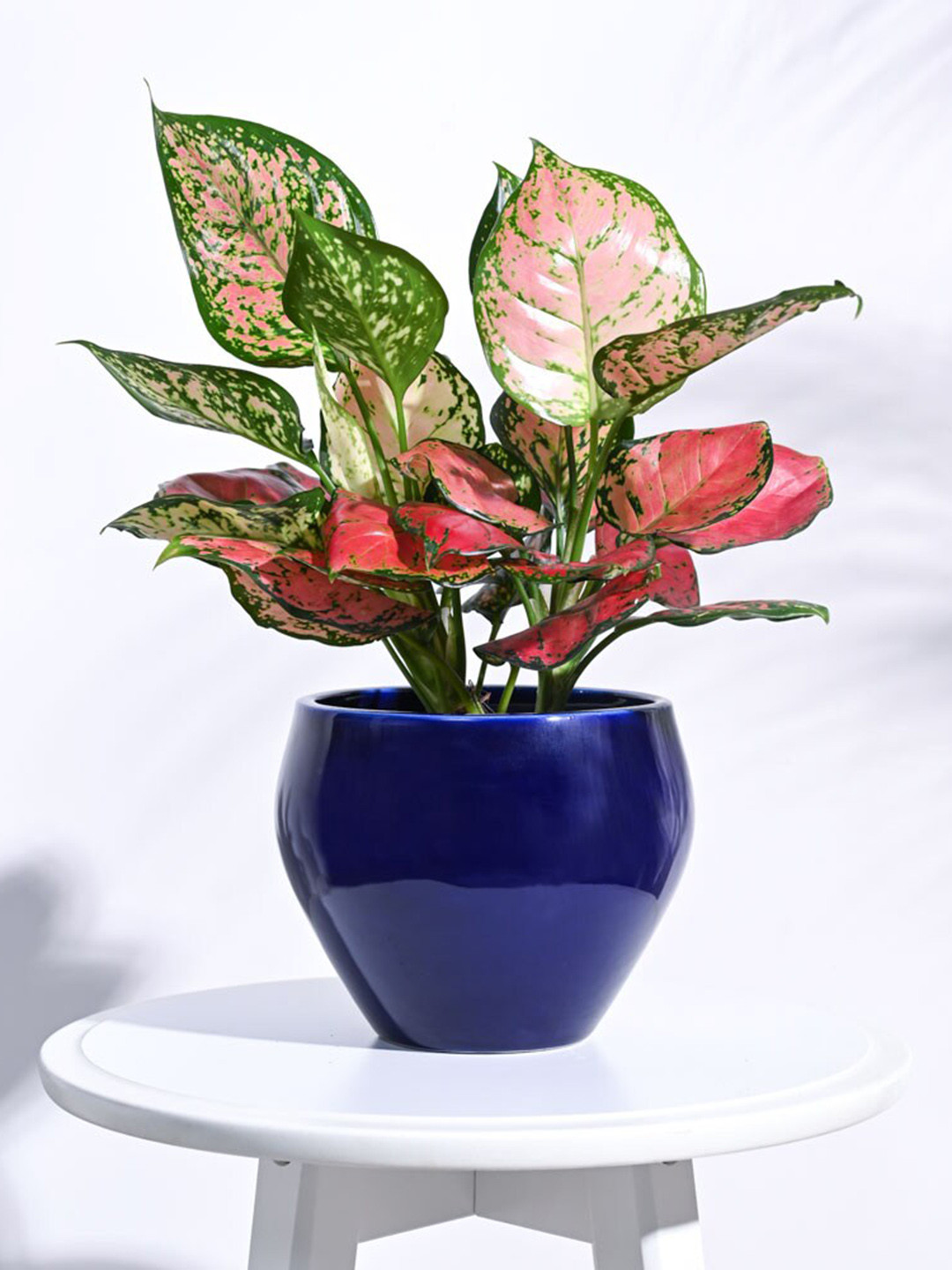 UGAOO Apple Blue Ceramic Planter