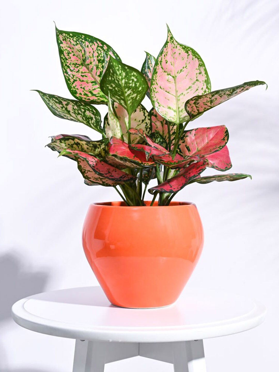 UGAOO Apple Orange Ceramic Large Planter