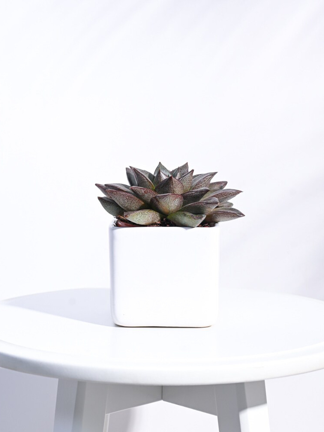 UGAOO White Ceramic Square Small Planter