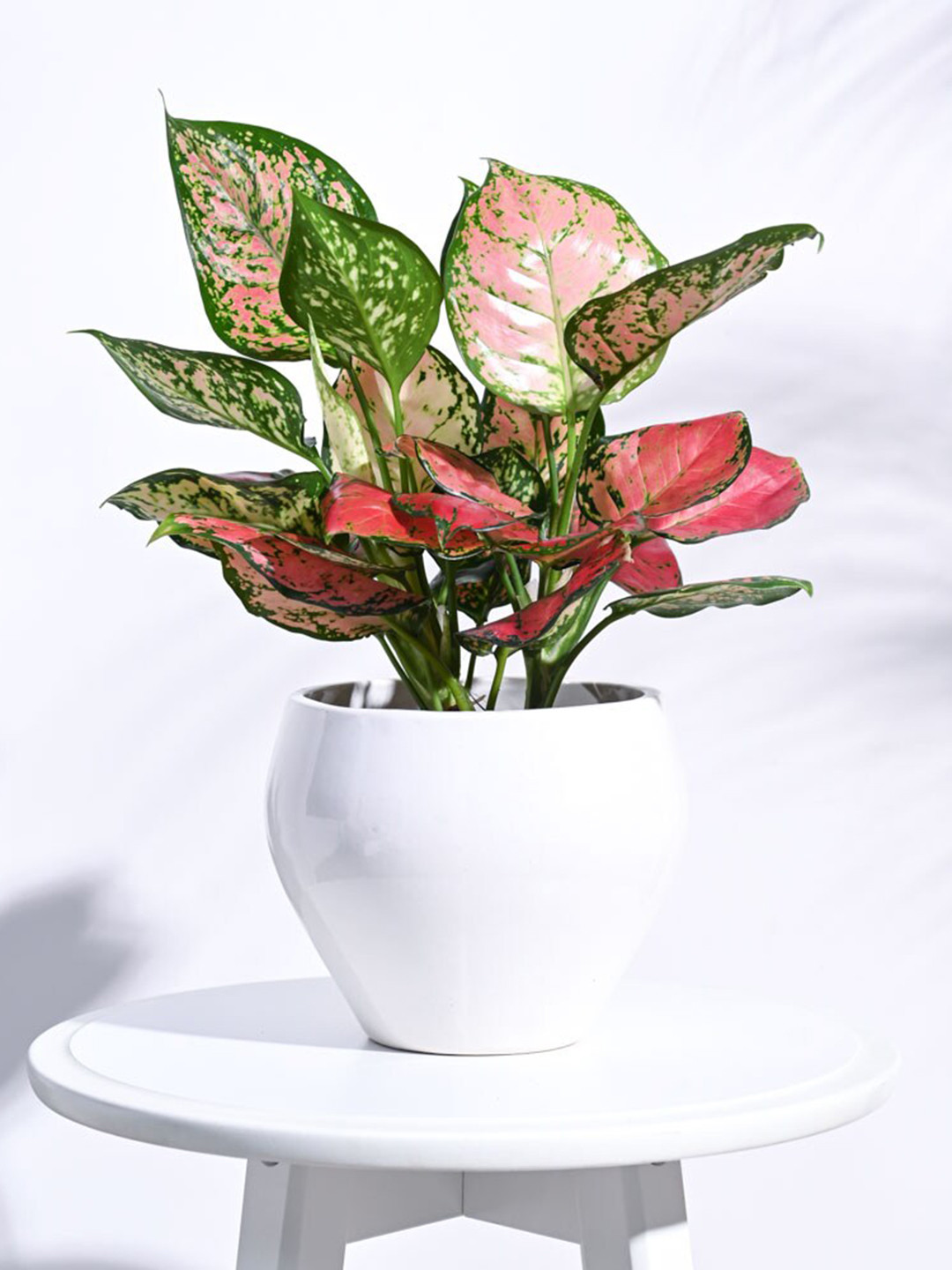 UGAOO White Apple Ceramic Large Planter