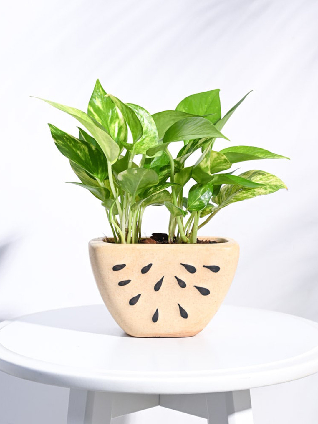 UGAOO Beige Watermelon Ceramic Planter