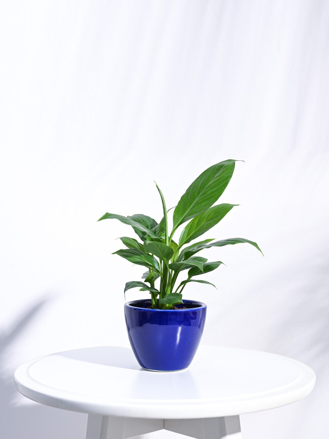 UGAOO Royal Blue Apple Ceramic Small Pot