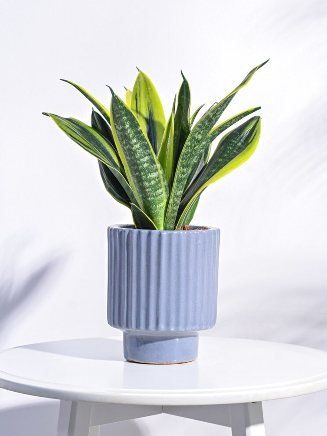 UGAOO Dark Affinity Grey Textured Ceramic Planter