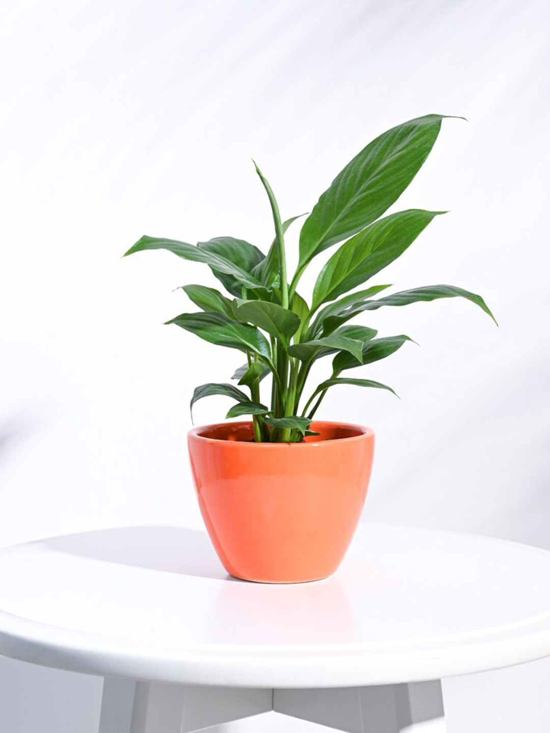 UGAOO Orange Apple Ceramic Planter