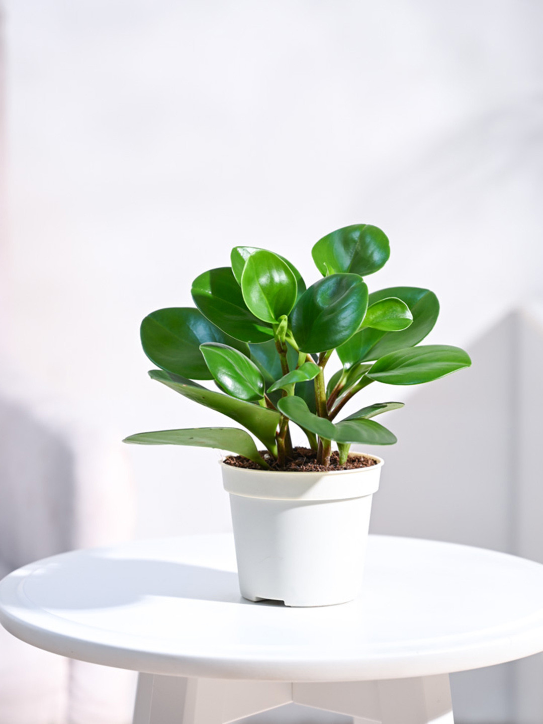 UGAOO Peperomia Green Indoor Live Plant & Grow Pot