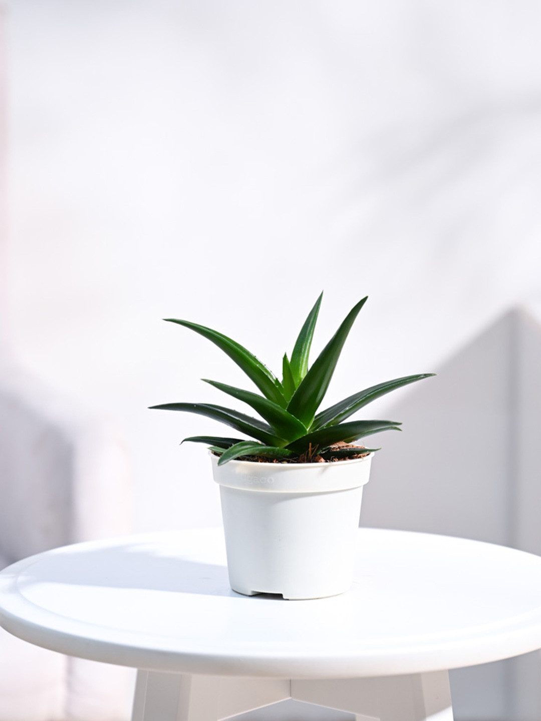 UGAOO Aloe Vera Mini Plant Indoor Live Plant & Grow Pot