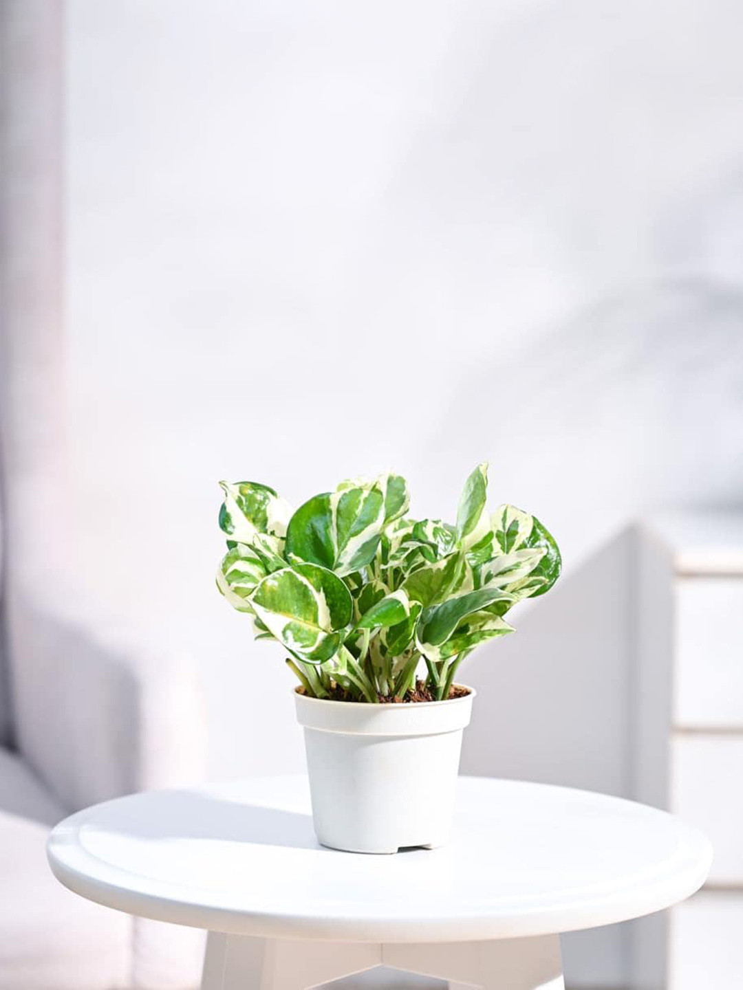 UGAOO Money Plant N' Joy With Grow Pot - 19 cm