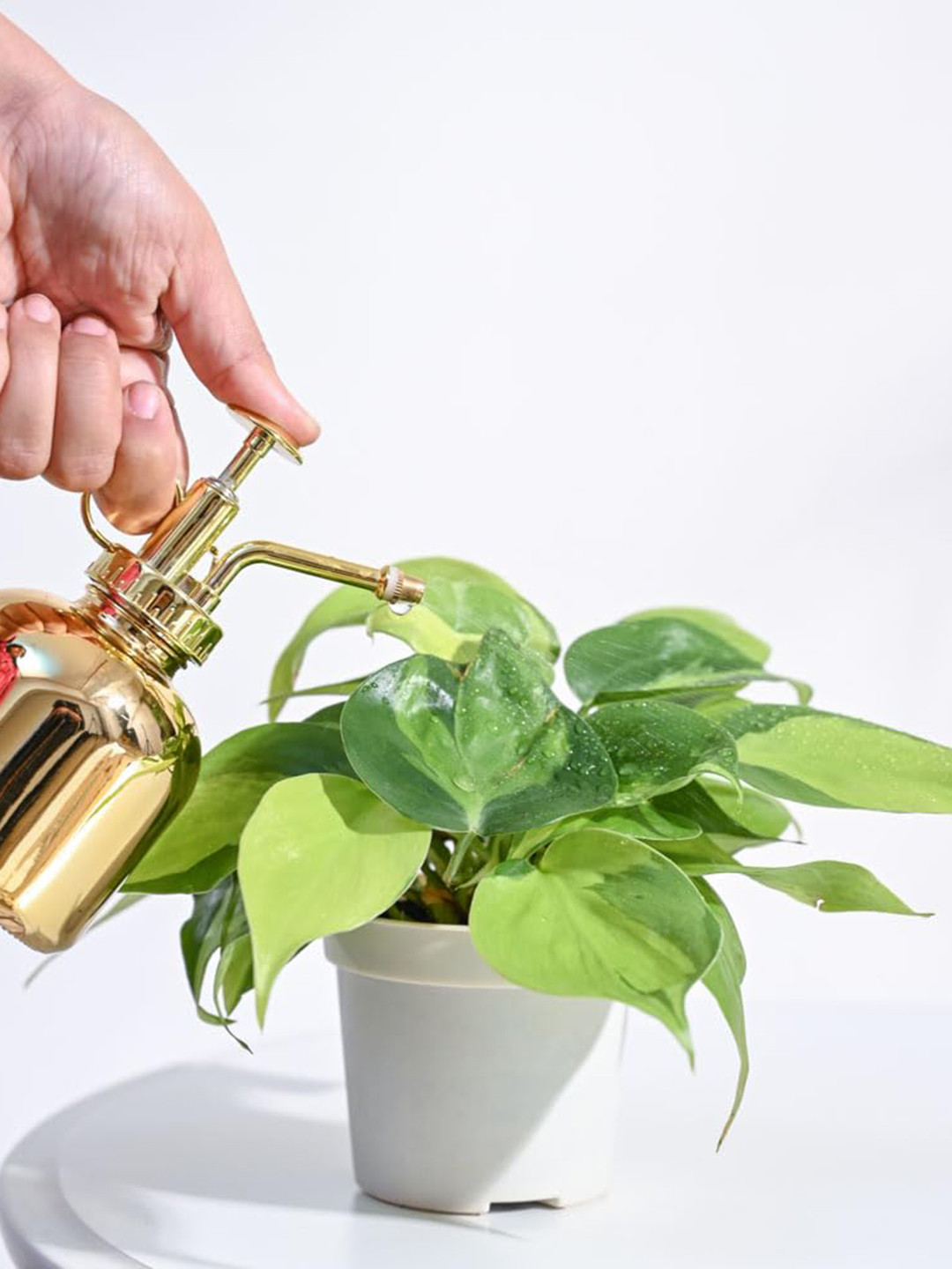 UGAOO Philodendron Brasil Indoor Live Plant & Grow Pot