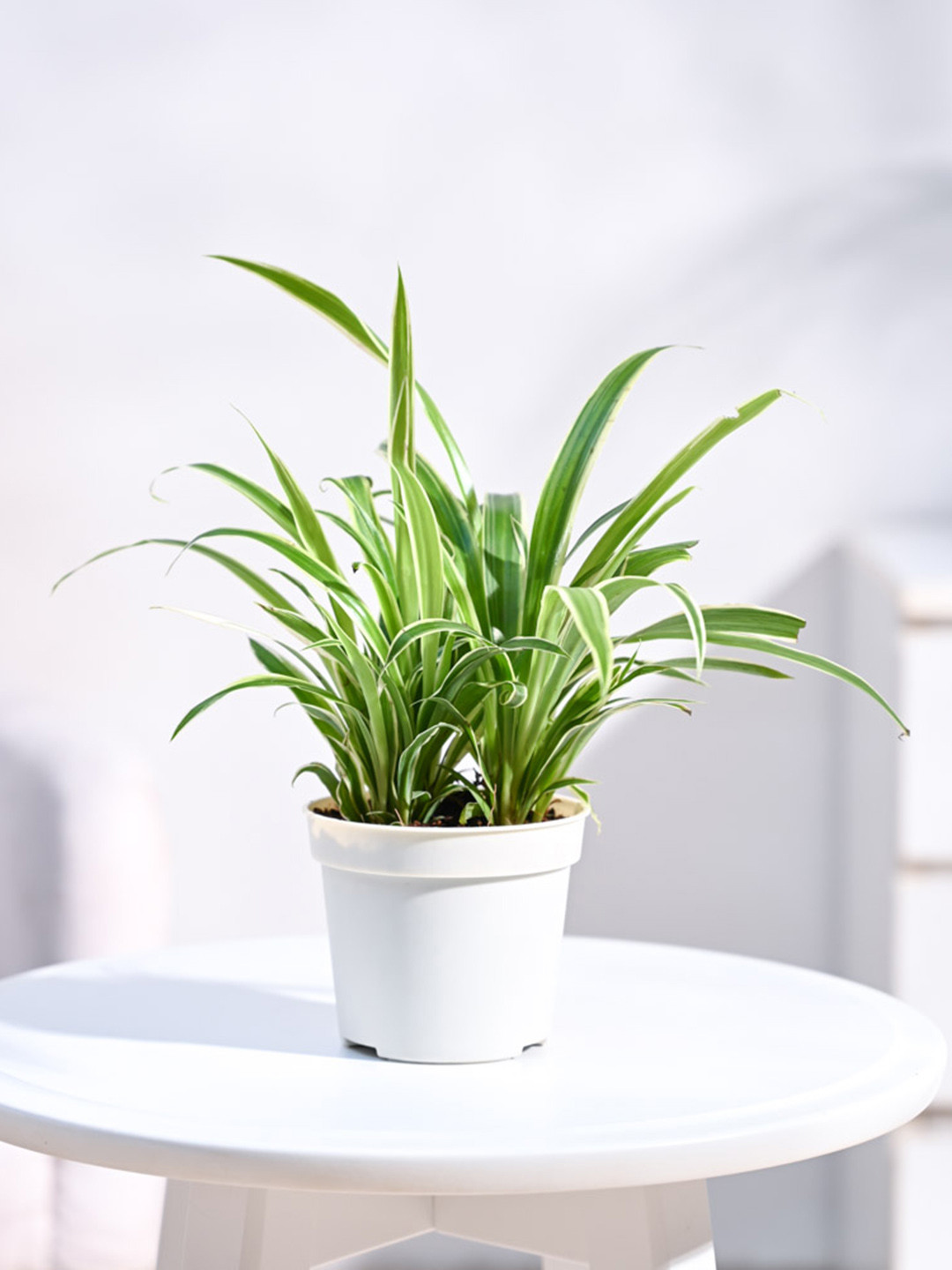 UGAOO Spider Plant With Grow Pot - 17 cm