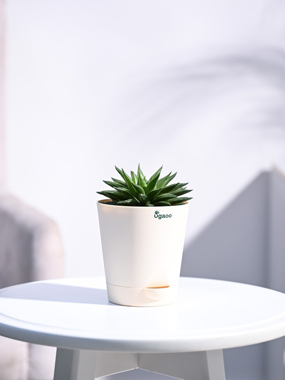 UGAOO Haworthia Turgida With Self Watering Pot - 10 cm