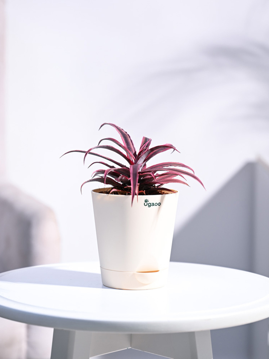 UGAOO Cryptanthus Plant With Self Watering Plastic Pot