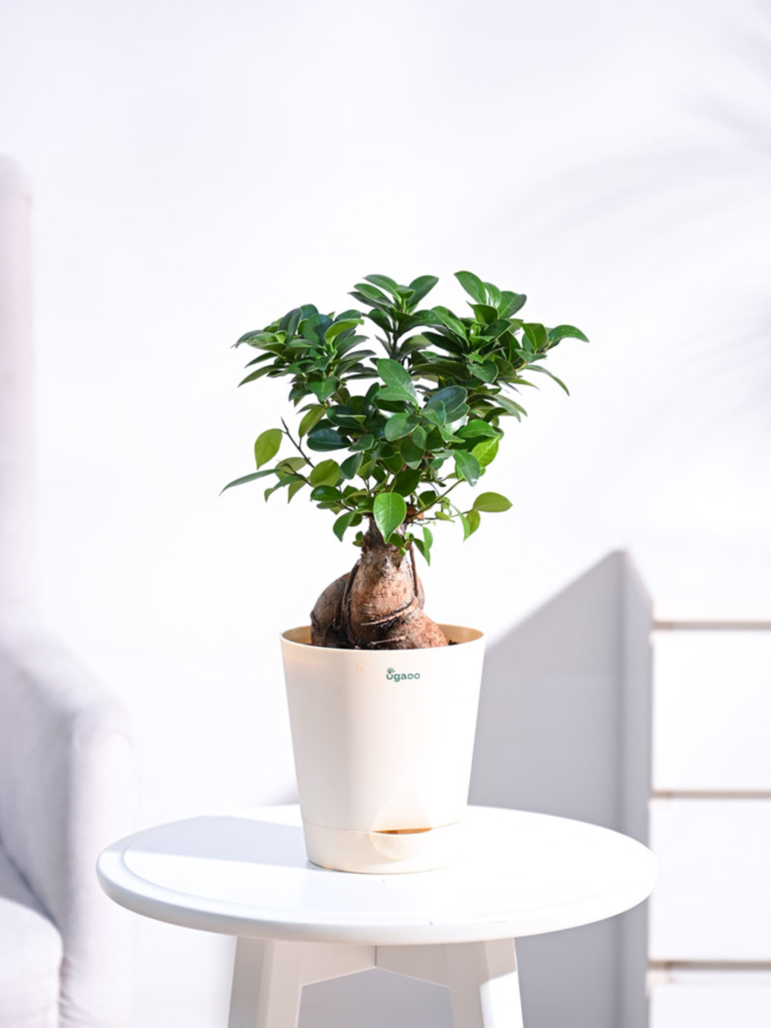 UGAOO White Ficus Bonsai With Self Watering Pot