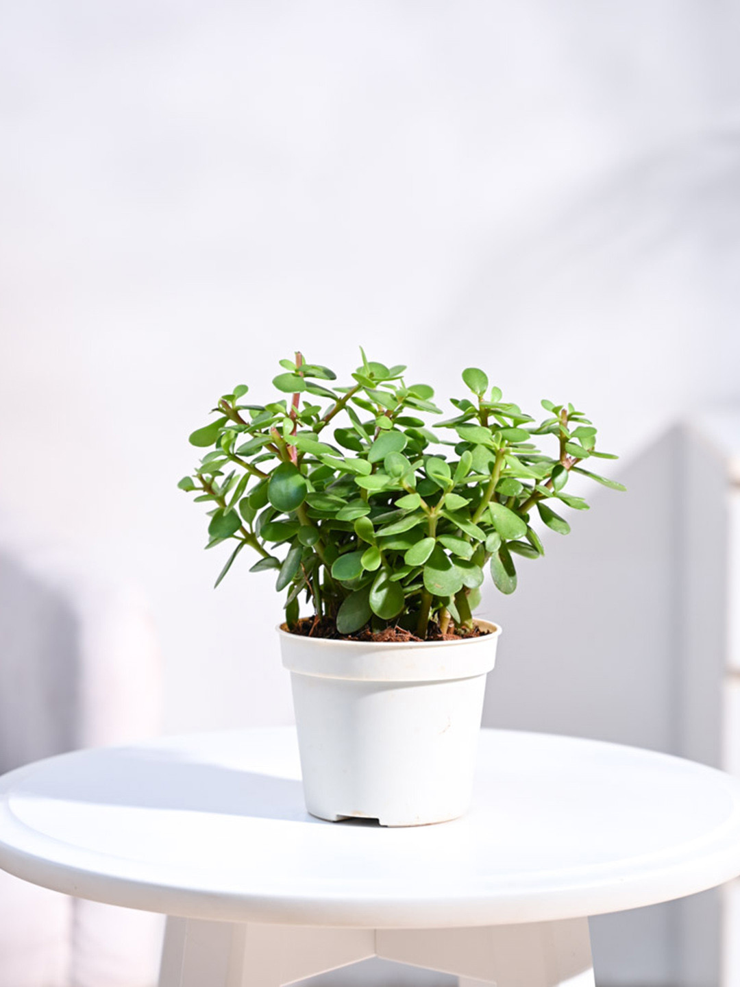 UGAOO Jade Plant Mini Indoor Live Plant & Grow Pot