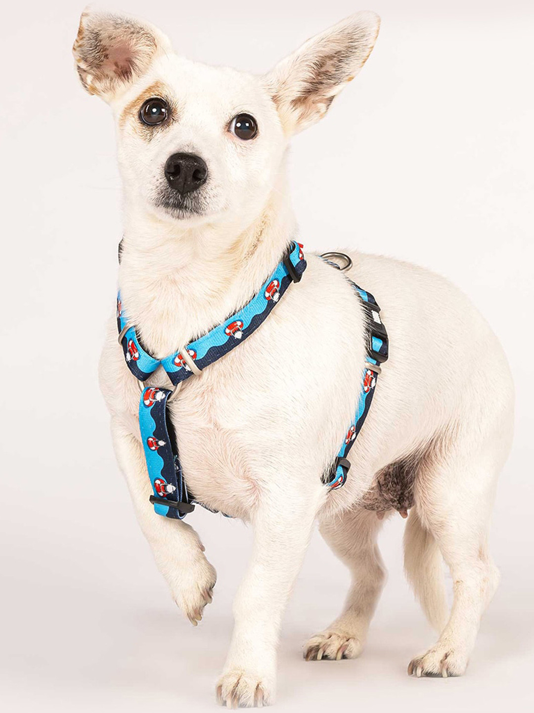 Max & Molly Blue & Red Frenzy Shark Printed Training Pet H-Harness