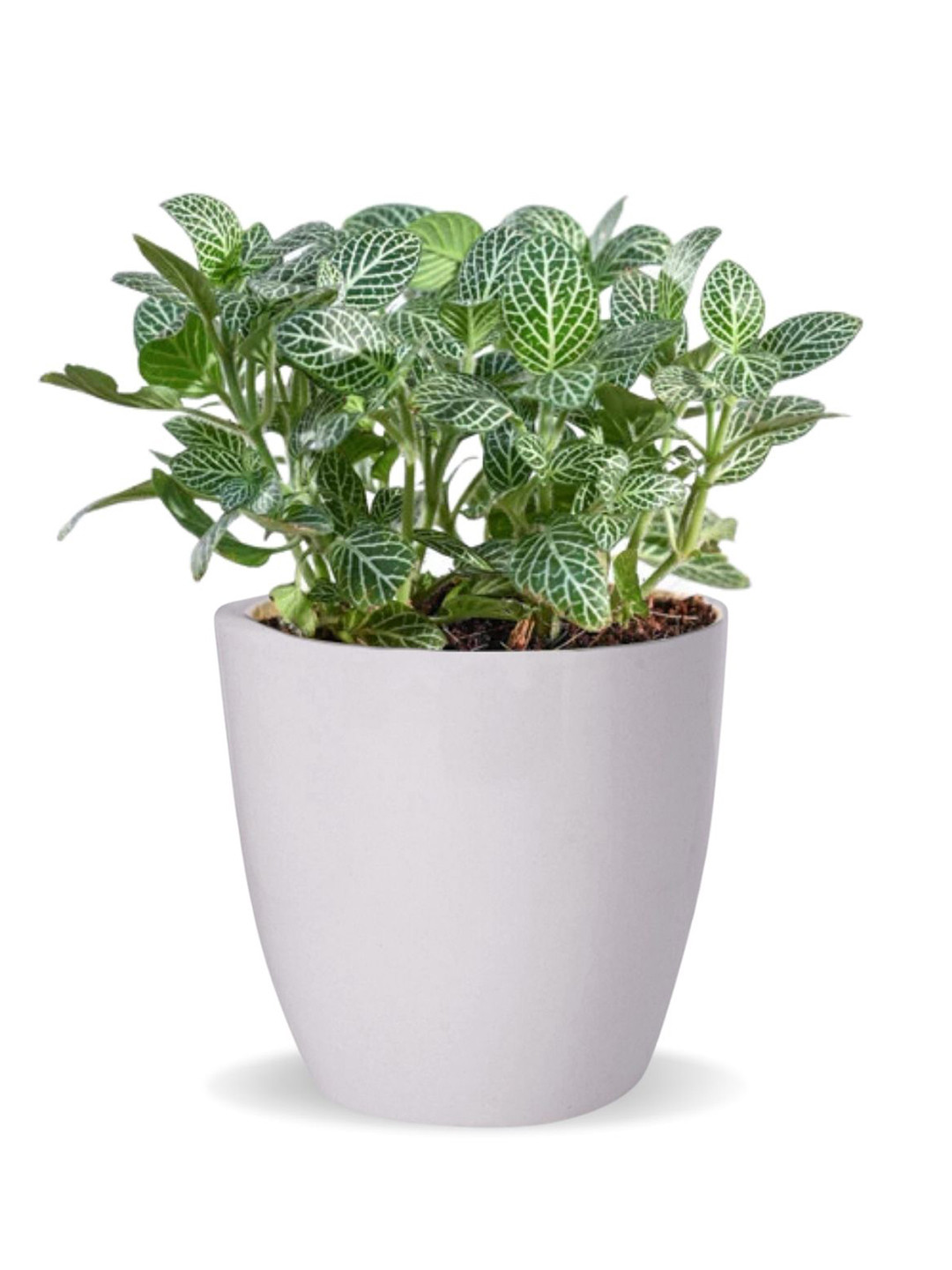 ecofynd White Ceramic Planter Pot