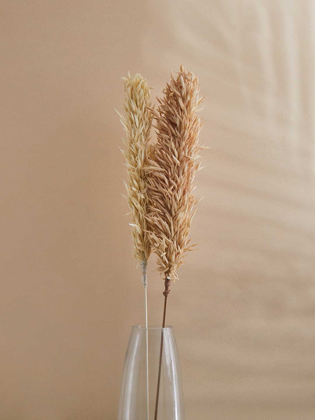 Home Centre 2 Pcs Brown Dried Havana Sticks