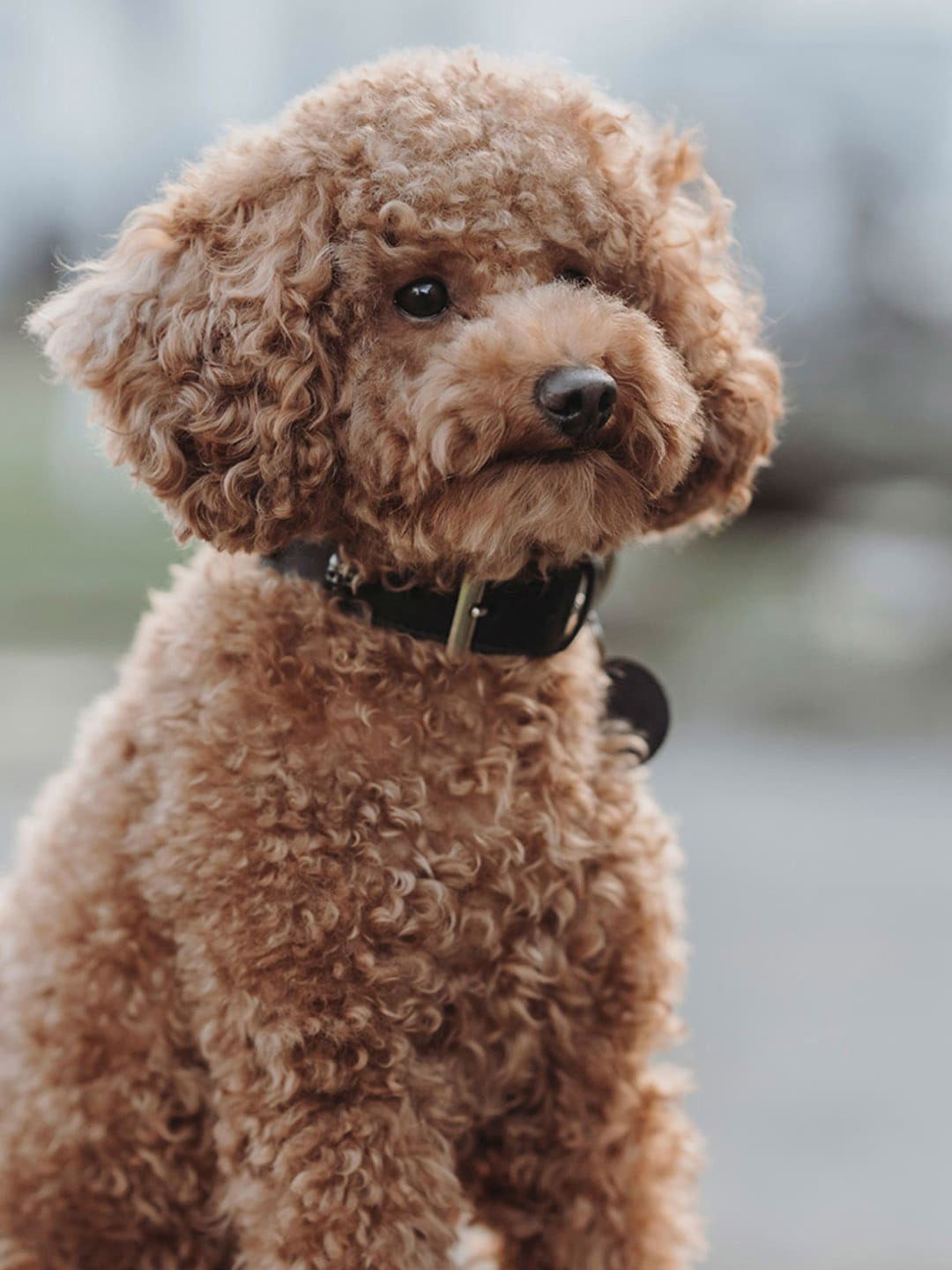 HUNTER Textured Hypo-Allergenic Leather Dog Collar