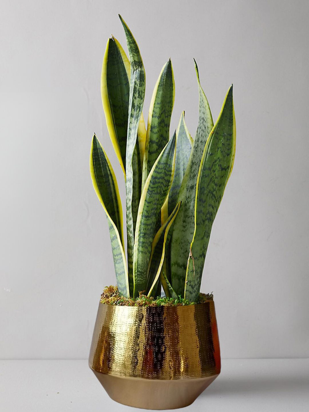 ecofynd Gold Toned Textured Eion Metal Planter