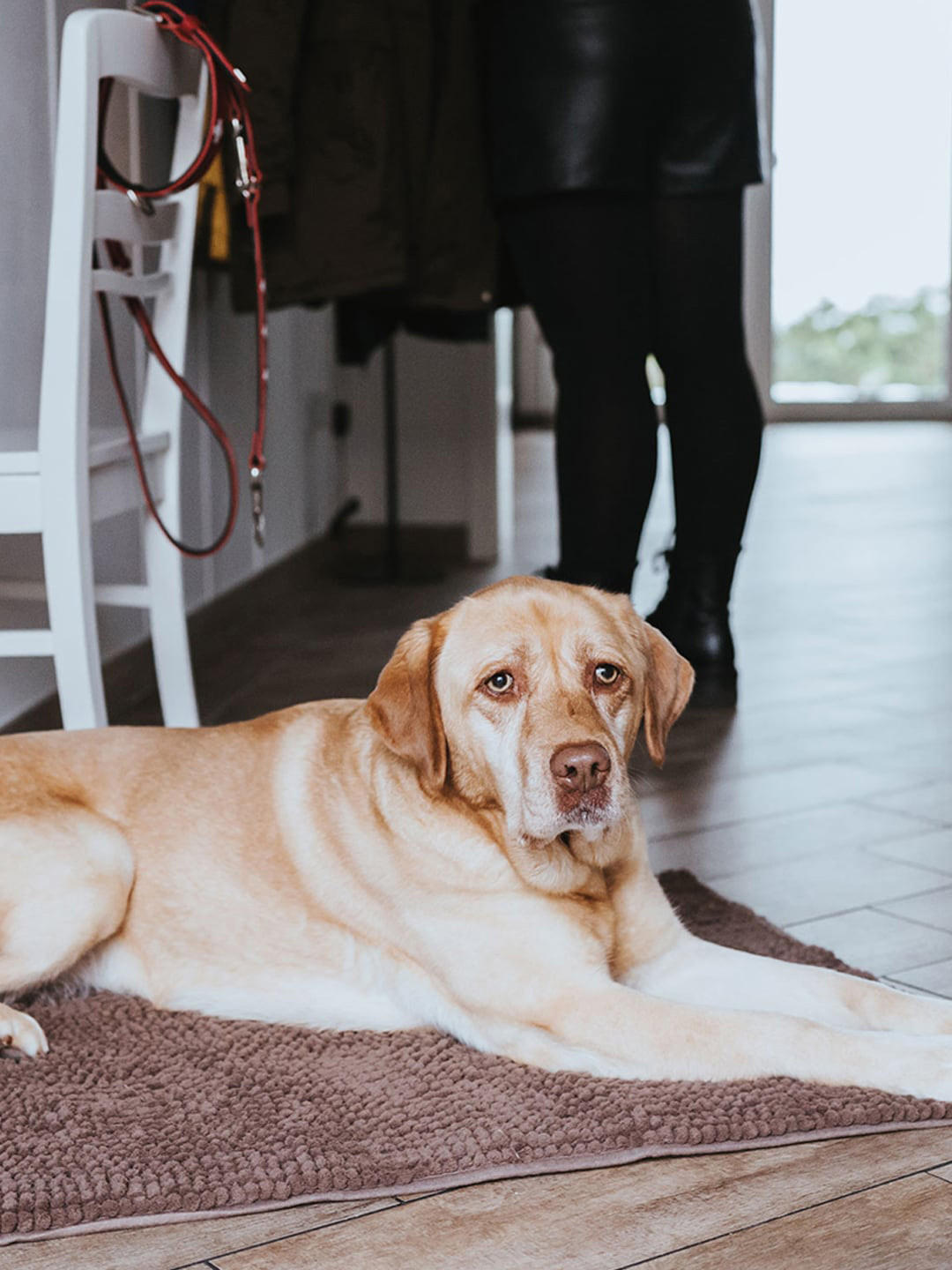 HUNTER Brown Self Design Waterloo Brush Mat for Dogs Pet Mats