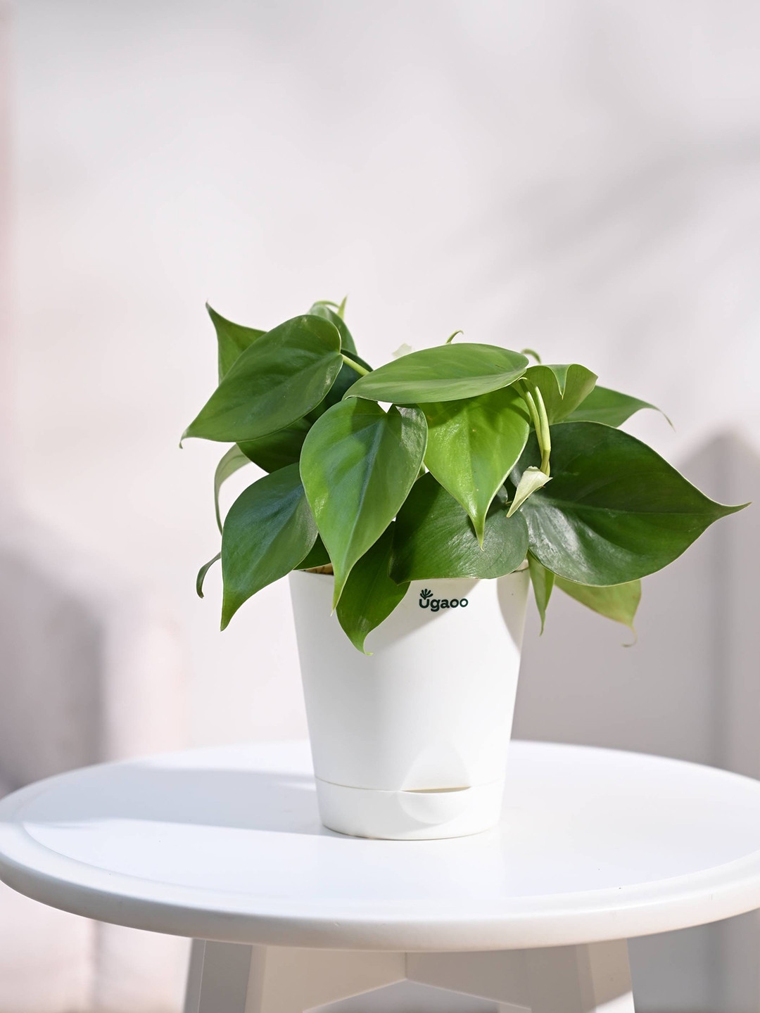 UGAOO Philodendron Oxycardium Green Plant With Self Watering Pot