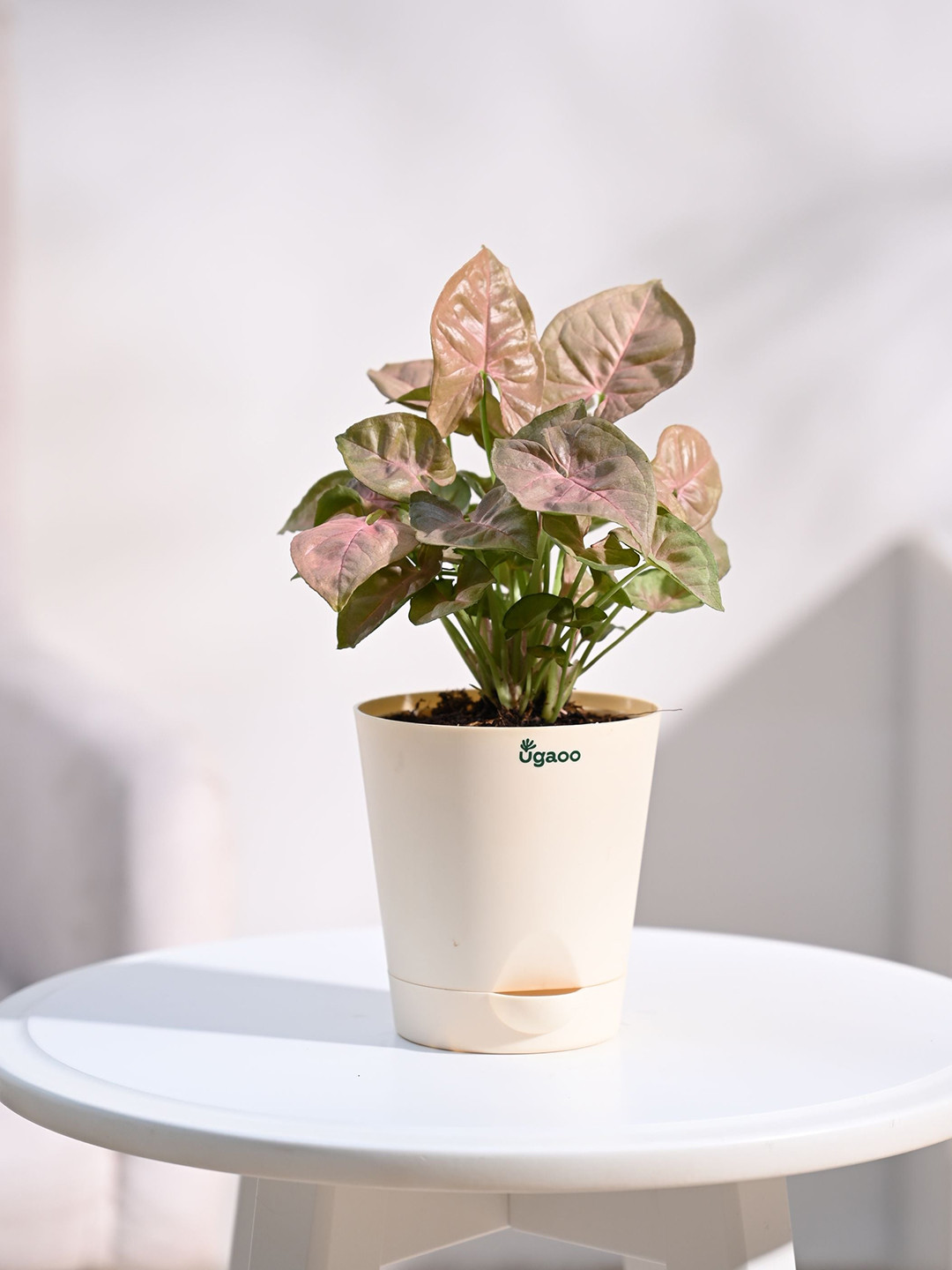 UGAOO Syngonium Pink Plant with Self Watering Pot