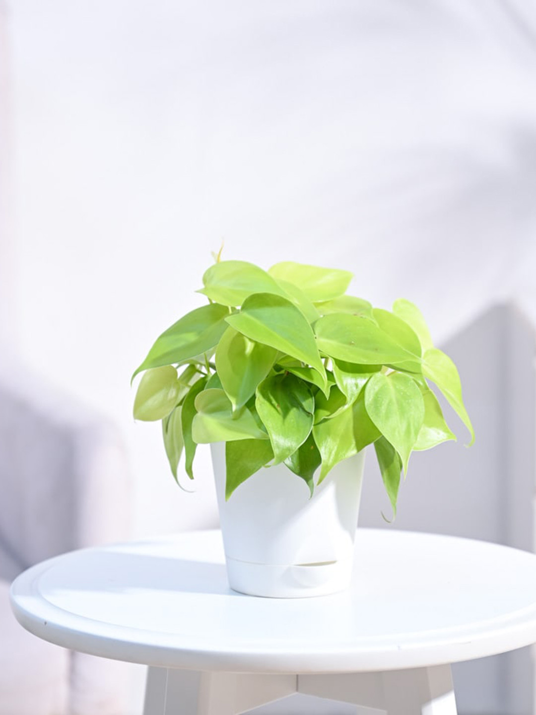 UGAOO White Philodendron Oxycardium Golden Plant with Self Watering Pot