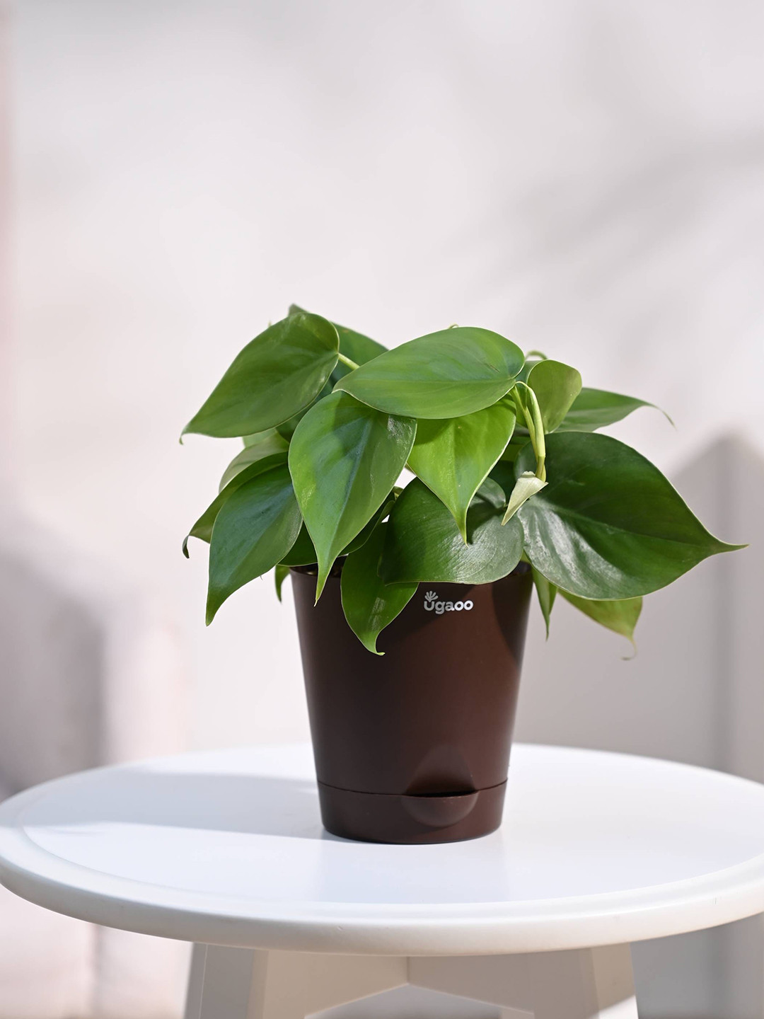 UGAOO Brown Philodendron Oxycardium Green Plant with Self Watering Pot