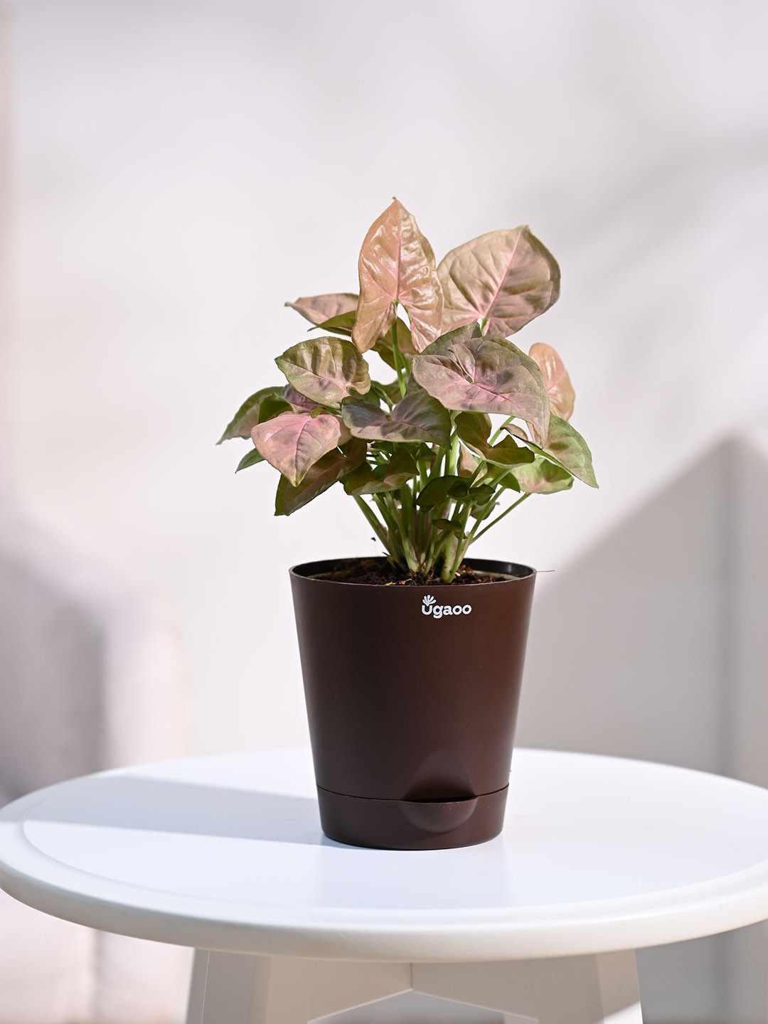 UGAOO Pink Syngonium Plant With Self Watering Brown Pot - 91.44 cm