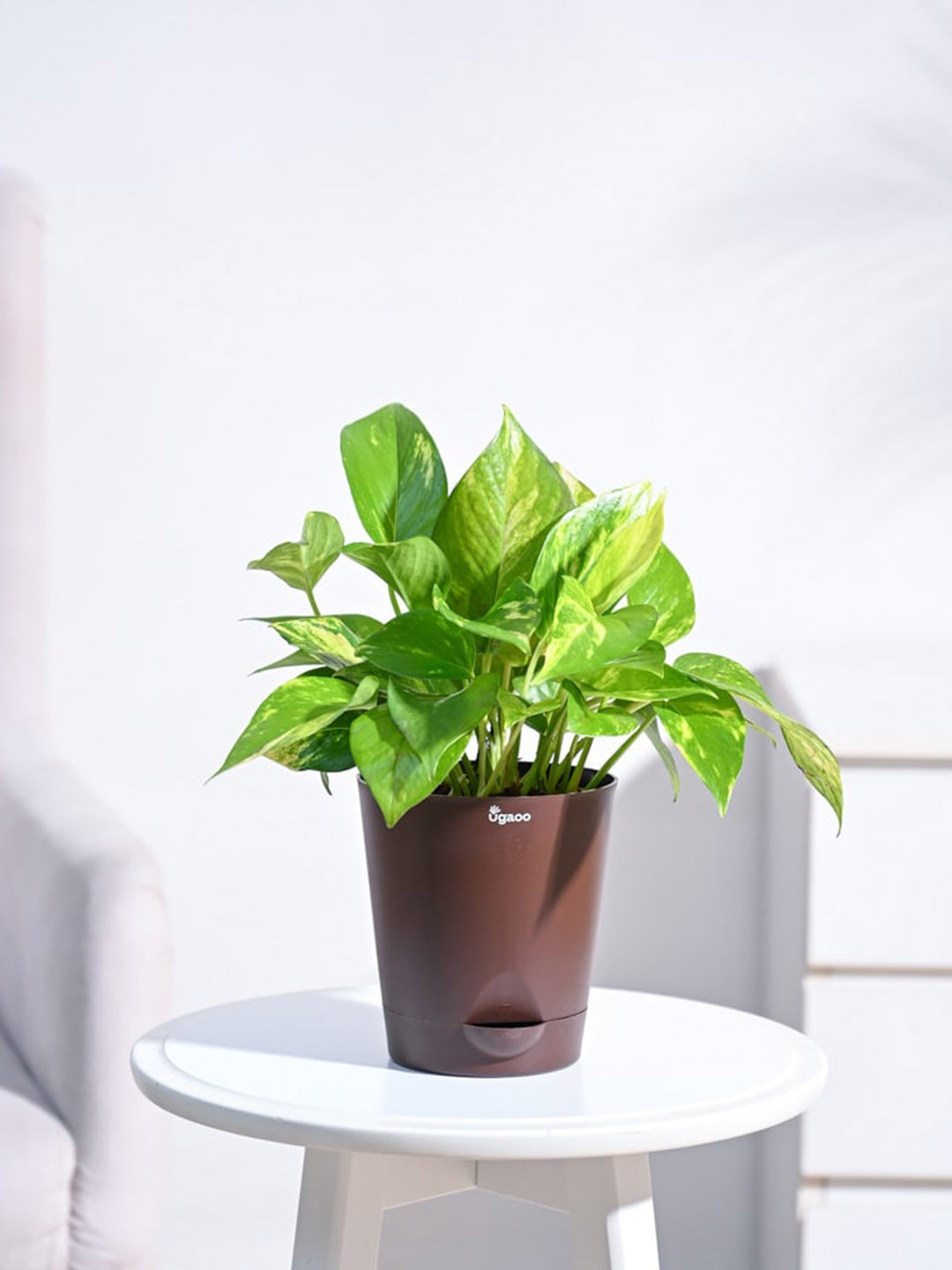 UGAOO Green Money Plant Variegated with Brown Self Watering Pot