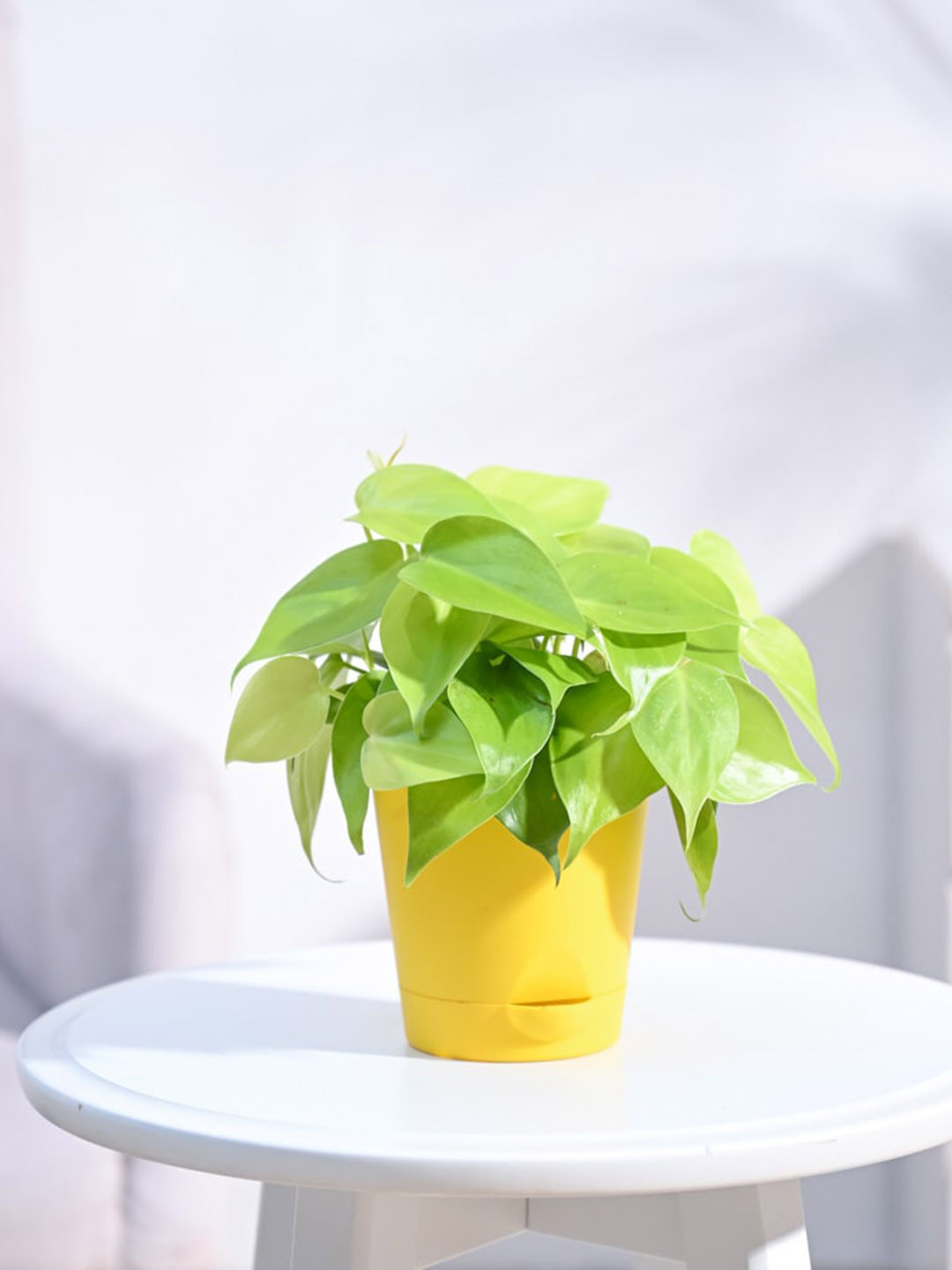 UGAOO Indoor Philodendron Oxycardium Plant with Yellow Self Watering Pot