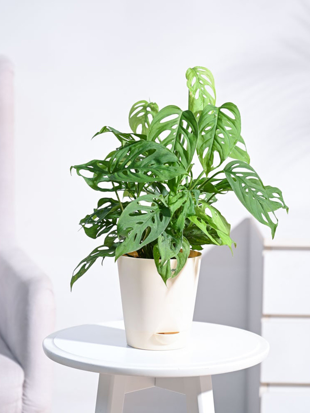 UGAOO Broken Heart Plant with Beige Pot