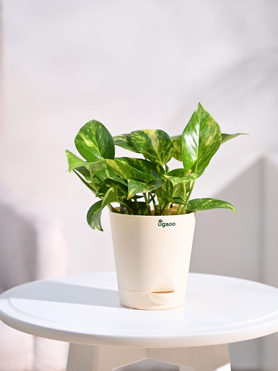 UGAOO Beige Money Plant Variegated with Self Watering Pot