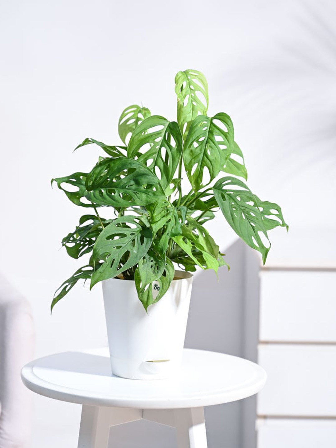 UGAOO White Broken Heart Plant with Self Watering Pot