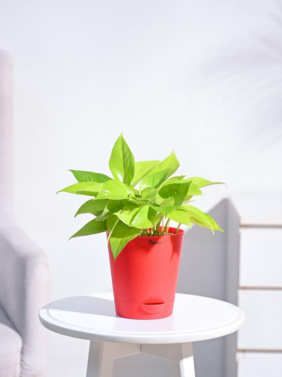 UGAOO Money Plant With Self Watering Pot