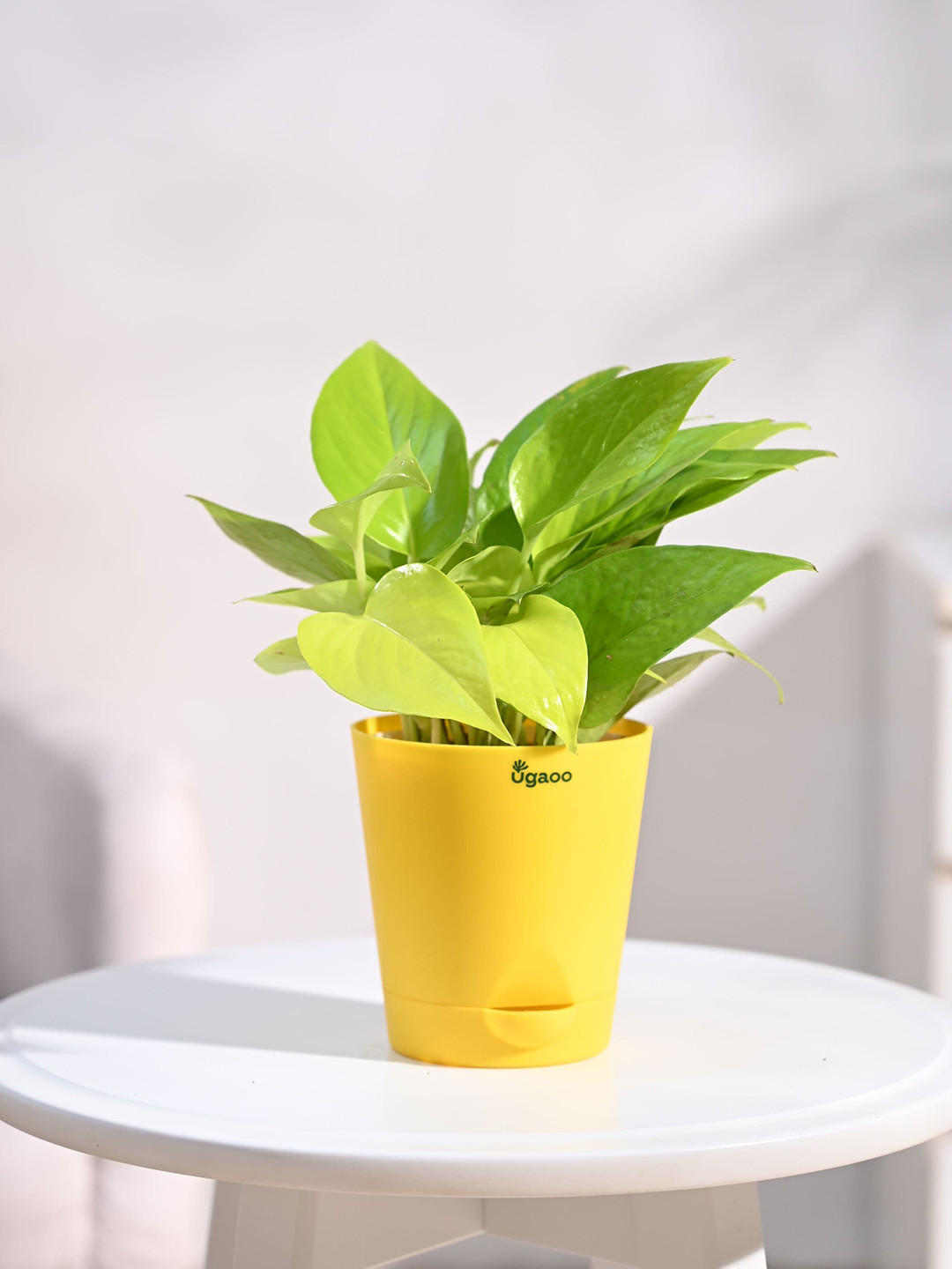 UGAOO Indoor Money Plant Golden with Self Watering Pot