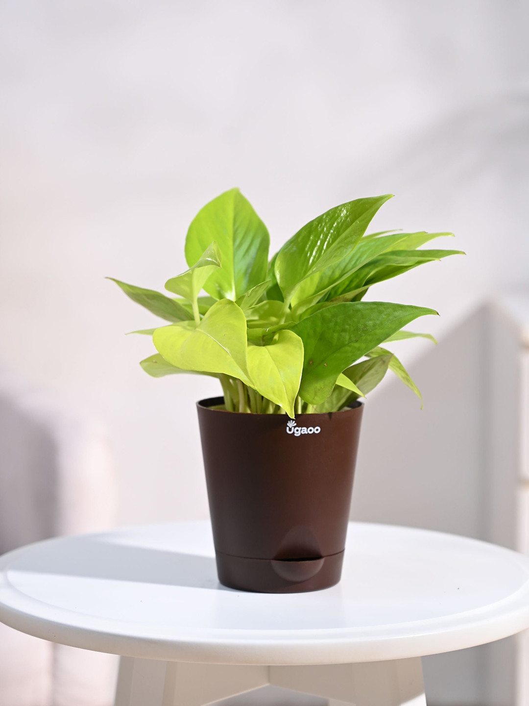 UGAOO Money Plant Golden with Self Watering Pot