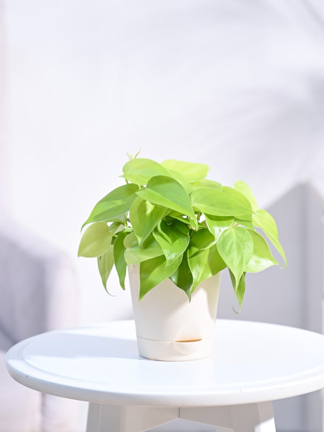 UGAOO Philodendron Oxycardium Plant With Self Watering Pot