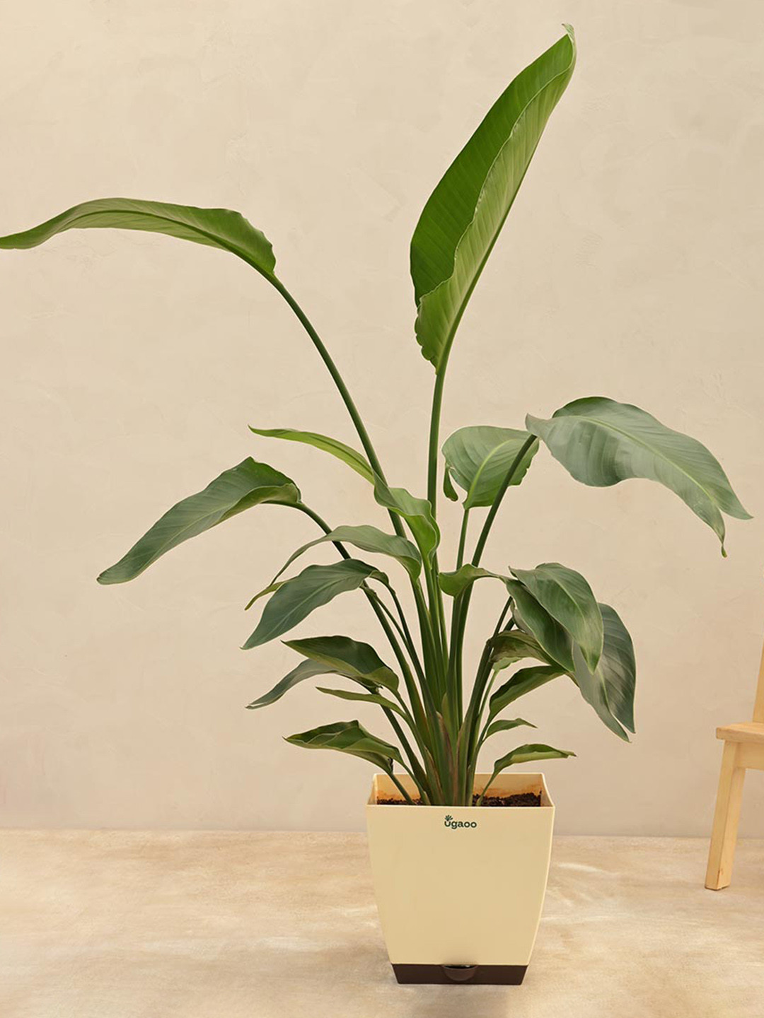 UGAOO Bird Of Paradise Plant With Self Watering Pot