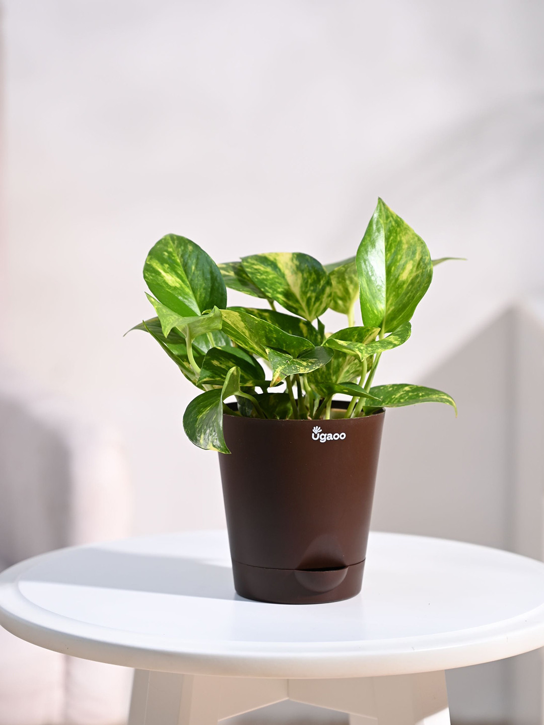 UGAOO Indoor Money Plant Variegated with Self Watering Pot