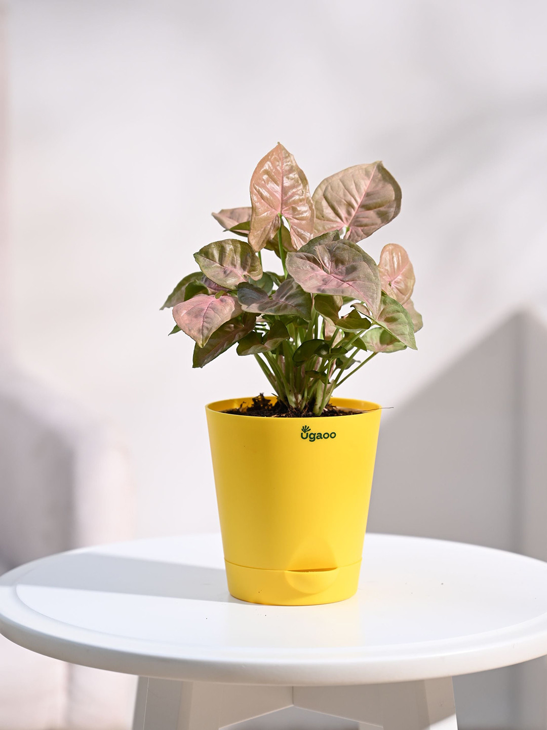 UGAOO Syngonium Pink Plant with Self Watering Pot