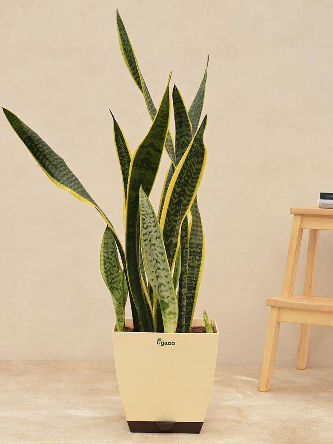 UGAOO Self Watering Sansevieria Laurentii Plant With Pot