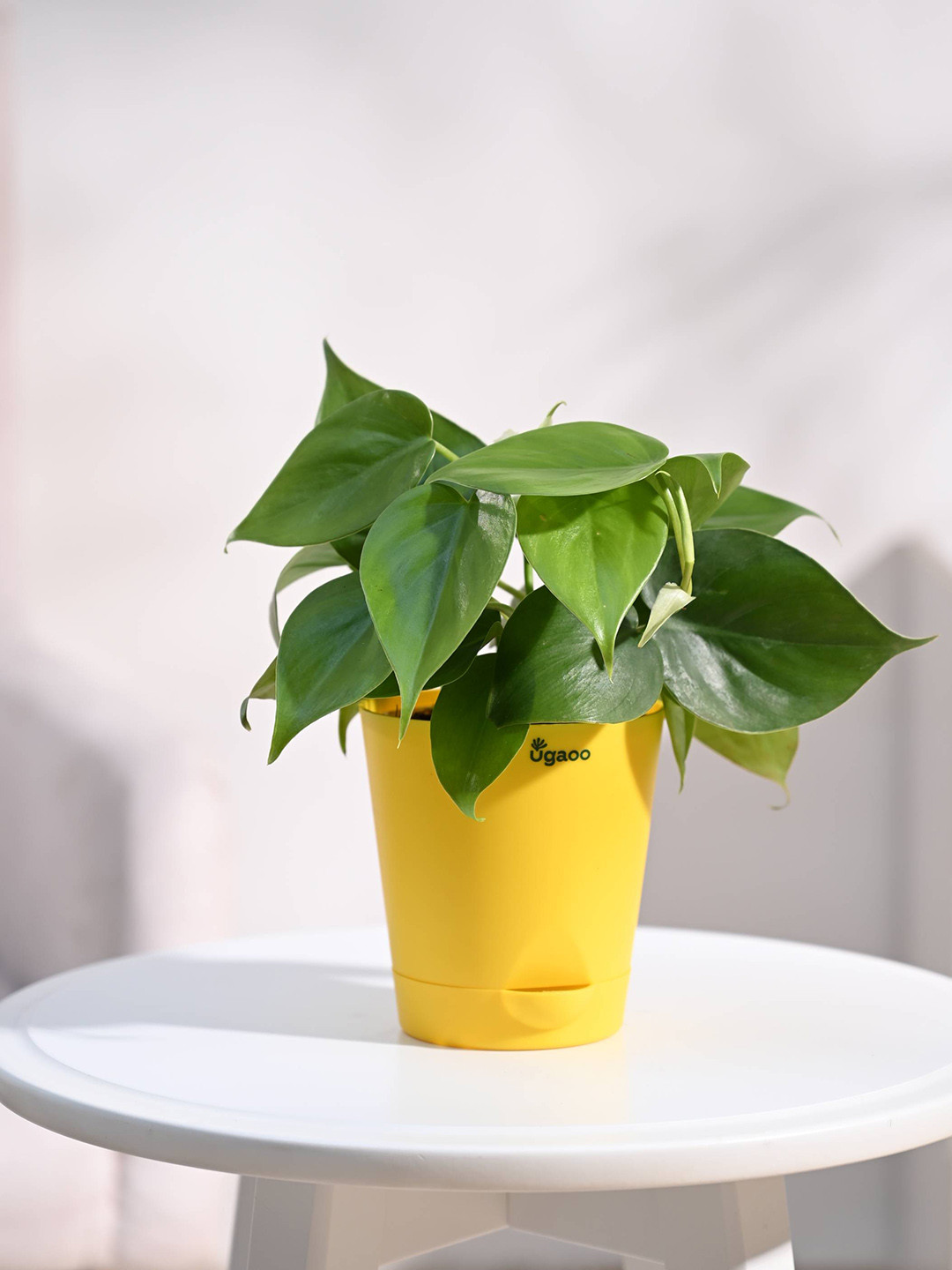 UGAOO Philodendron Oxycardium Green Plant with Self Watering Pot