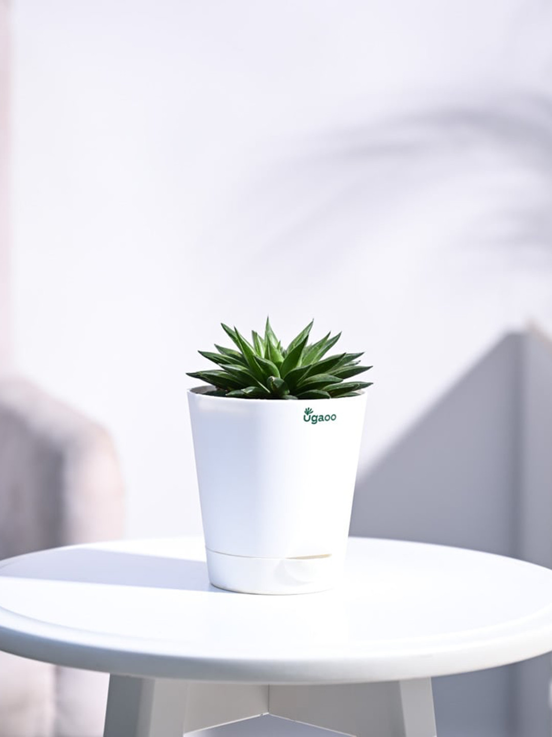 UGAOO Self Watering Live Haworthia Turgid Plant With Pot