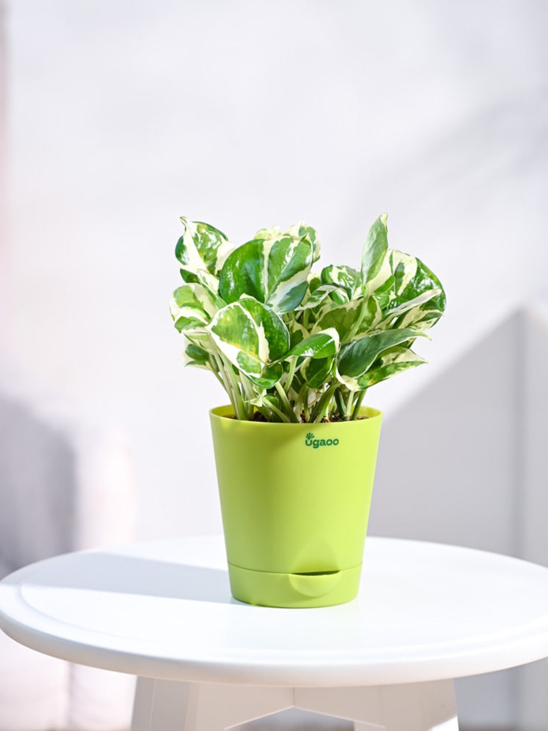 UGAOO Self Watering Live Money Plant With Pot