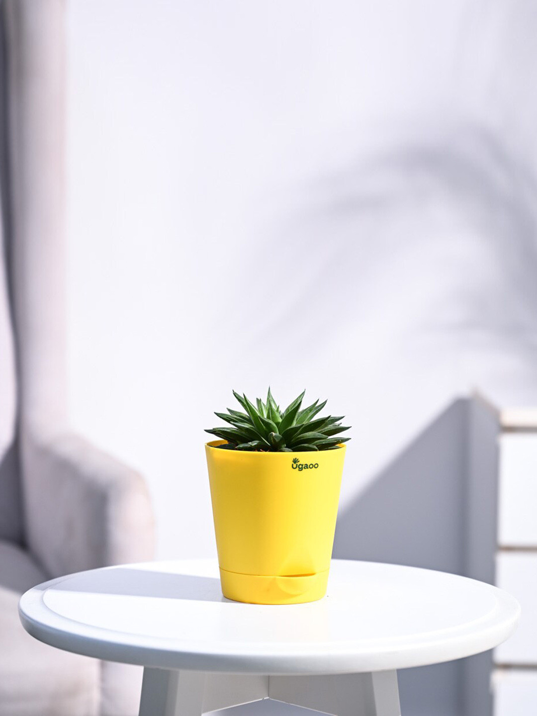 UGAOO Self Watering Haworthia Turgida Plant With Pot