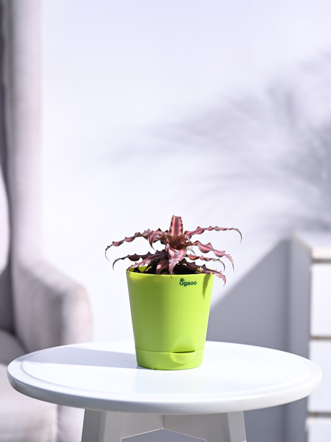 UGAOO Self Watering Live Earth Star Plant With Pot