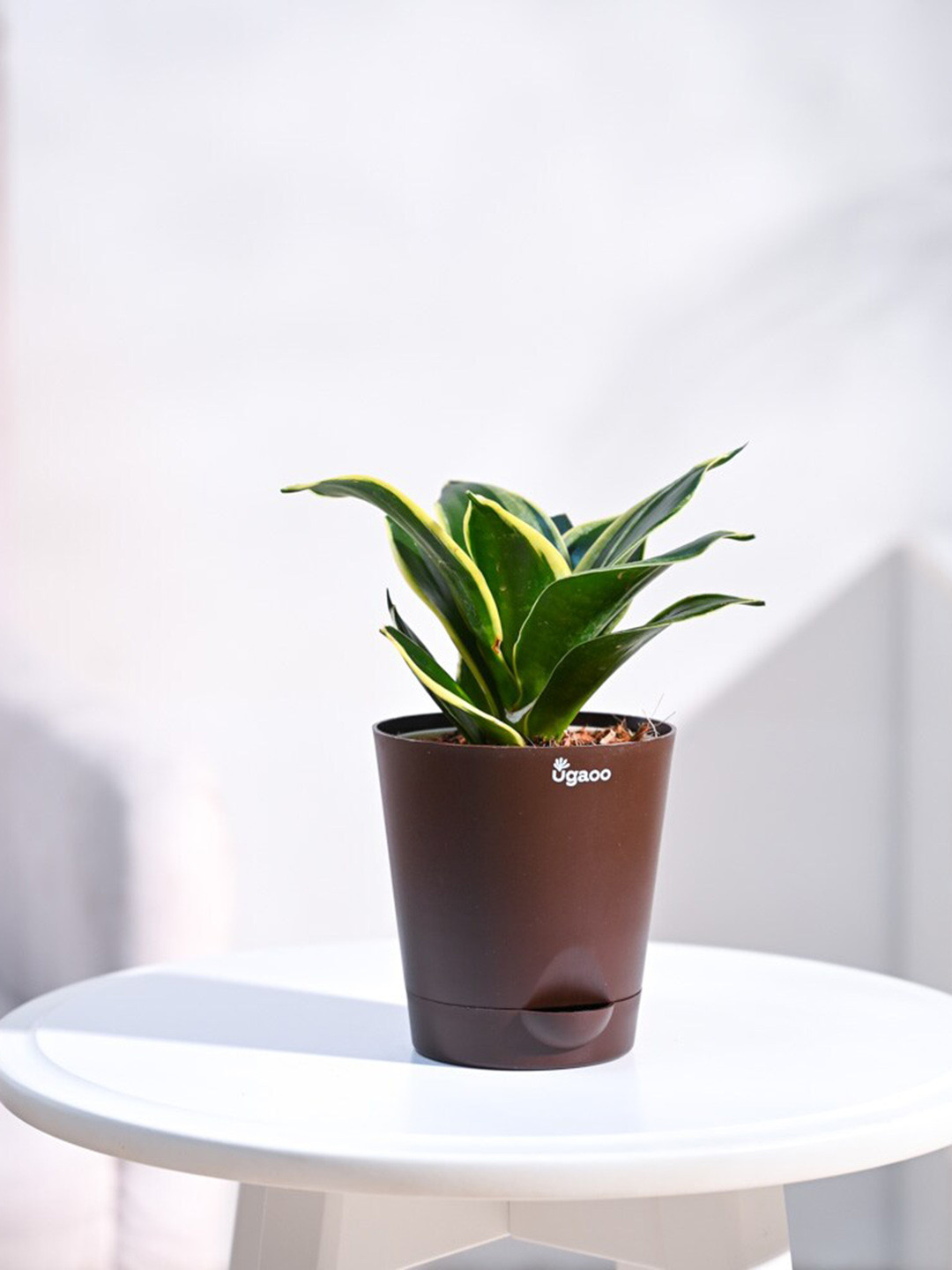 UGAOO Snake Golden Hahnii Plant With Self Watering Pot