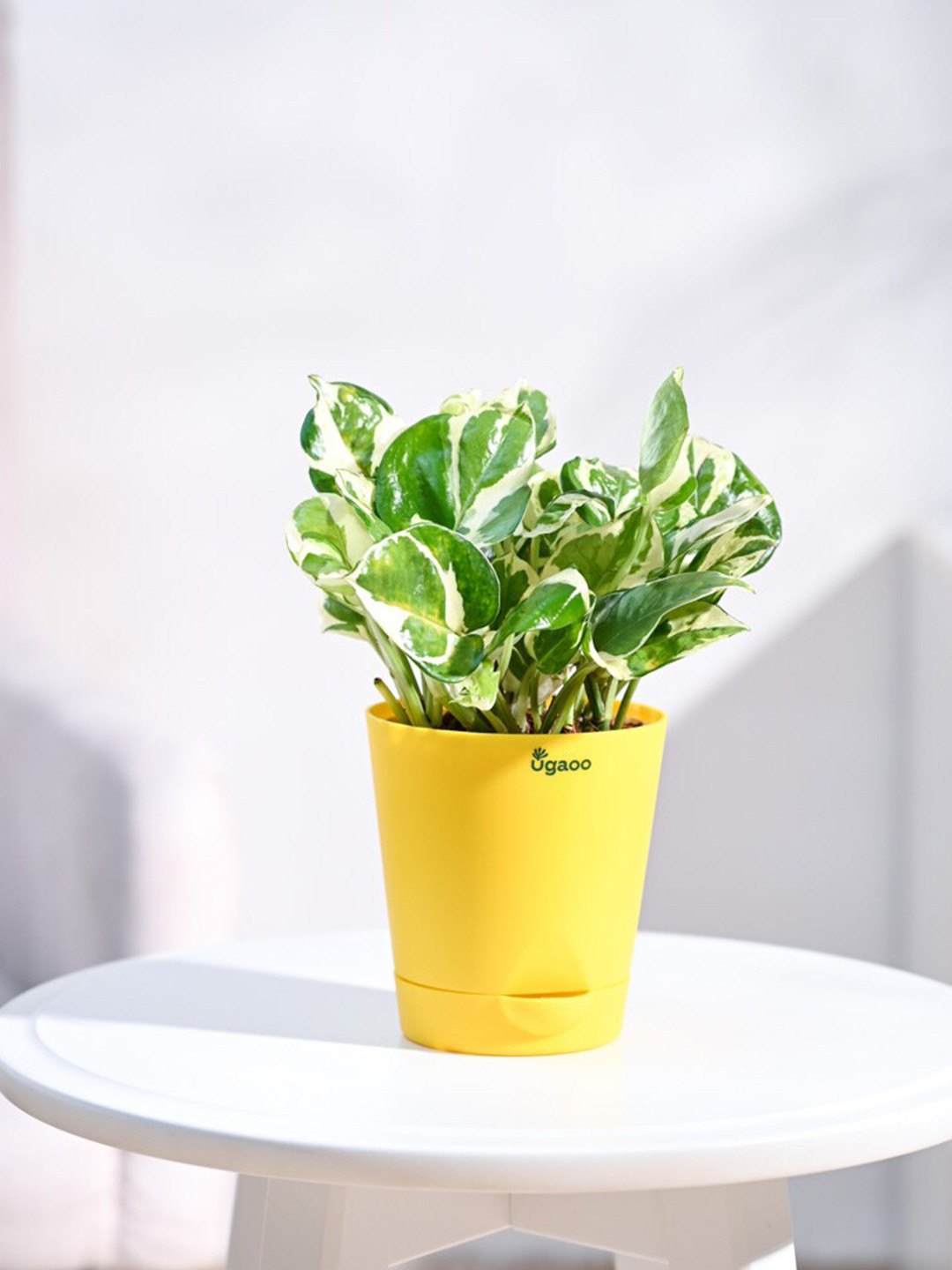 UGAOO Self Watering Money Plant N'Joy With Pot