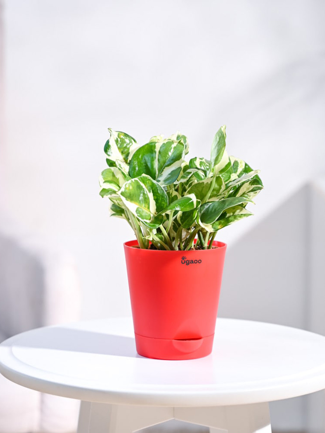 UGAOO Self Watering Live Money Plant With Pot