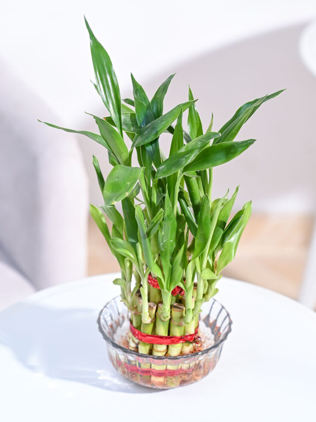 UGAOO 2 Layer Lucky Bamboo Plant